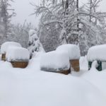 Fluglöcher dick mit Schnee zugeschneit